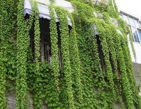 گونه‌های مختلف عشقه‌های مناسب برای باغ‌های خانگی